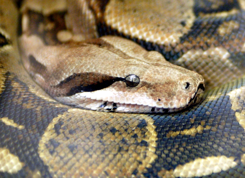 Boa constrictor. AP